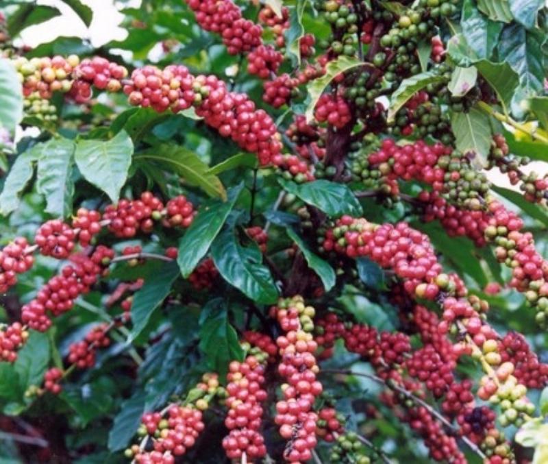 Cách bón phân DAP đúng vị trí quanh gốc cây